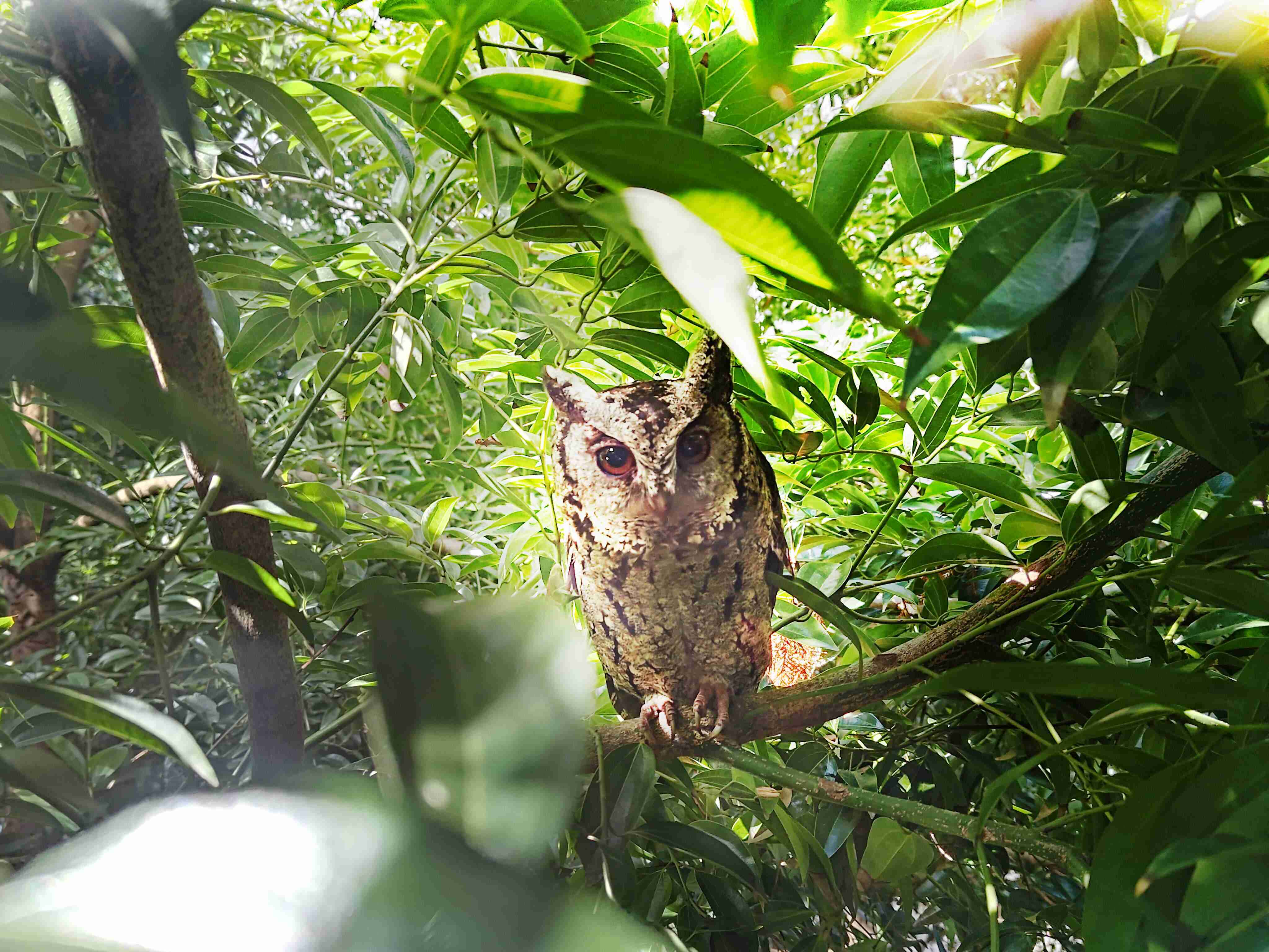 赏金国际致力提倡净零绿生活，，，16年以来在全球各厂区植树逾百万棵，，，造就各厂区树木蔚然成林，，，，犹如森林工厂，，，成为许多生物的栖息地